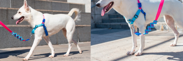 Medium Cooly Soft-Walk Harness - Image 3