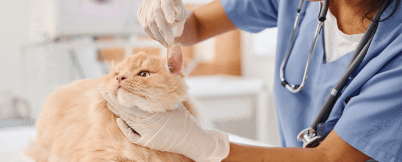 Cuidado de ojos y oídos para tus mascotas