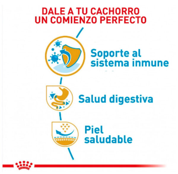 ROYAL CANIN BULLDOG FRENC PUPPY - Image 2