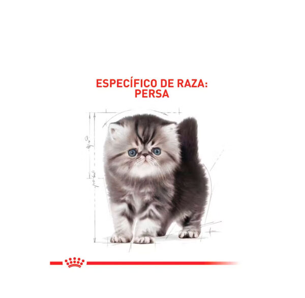 ROYAL CANIN GATO KITTEN PERSIAN 2 KG - Image 3