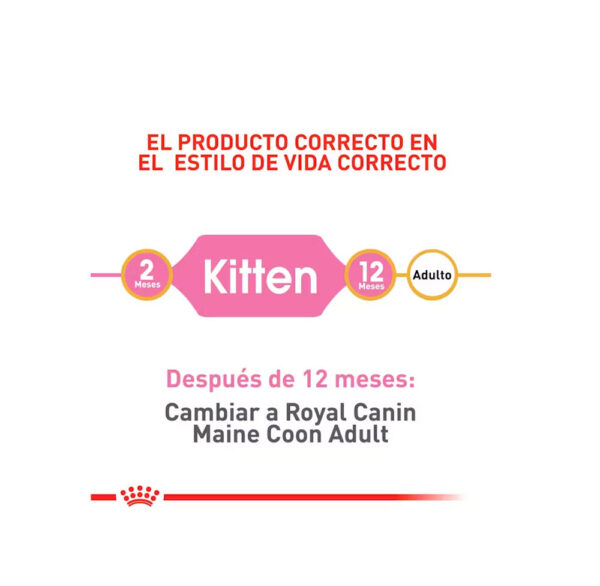 ROYAL CANIN MAINE COON KITTEN 2KG - Image 2