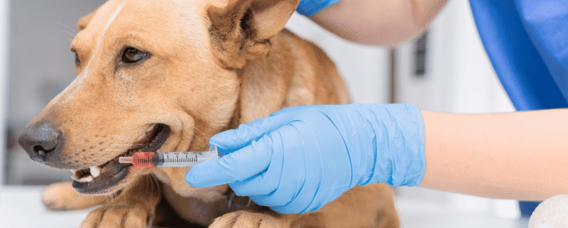 Desparasitar-a-tu-mascota