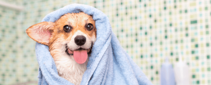 Bañar-a-mi-mascota
