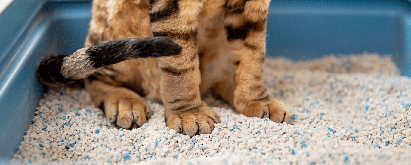 Arena-para-gatos