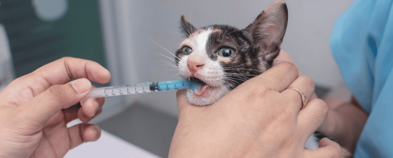 Desparasitación para perros y gatos