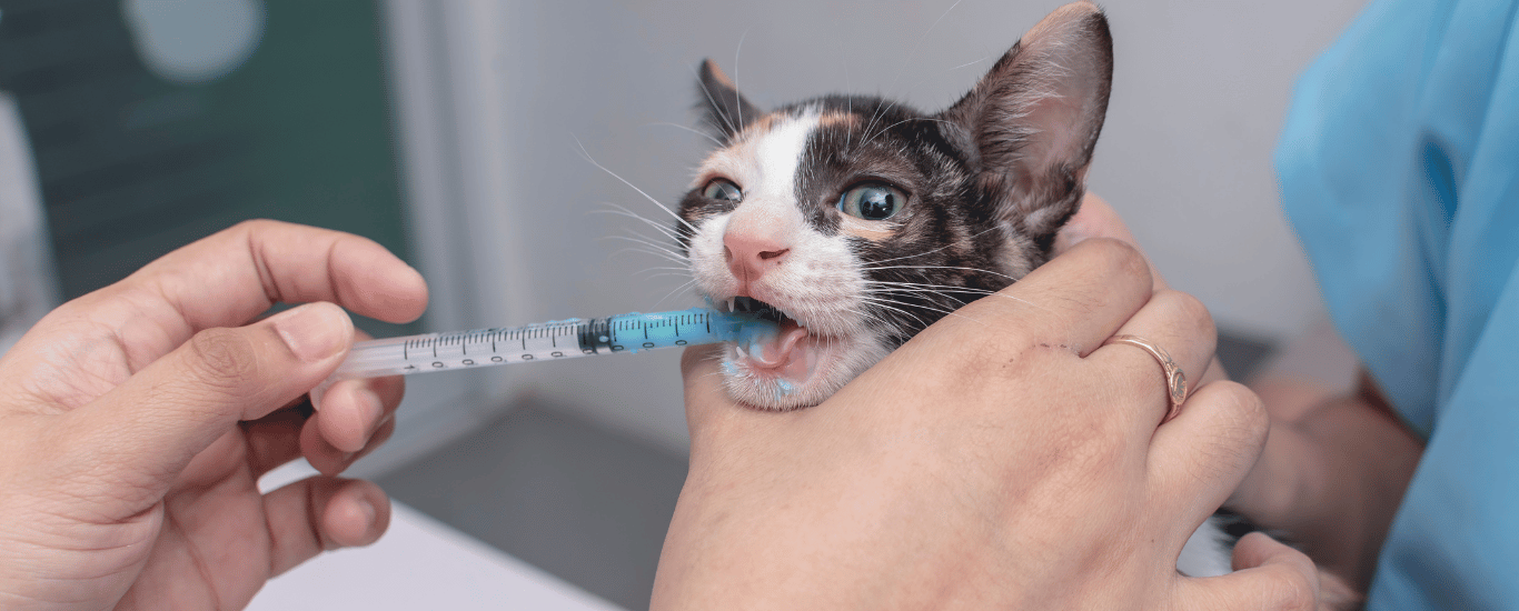 Desparasitación para perros y gatos