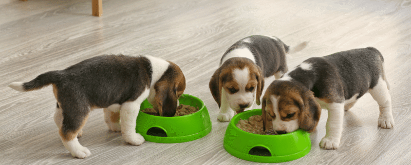 ¿Qué alimentos humanos NO debes darle a tu perro