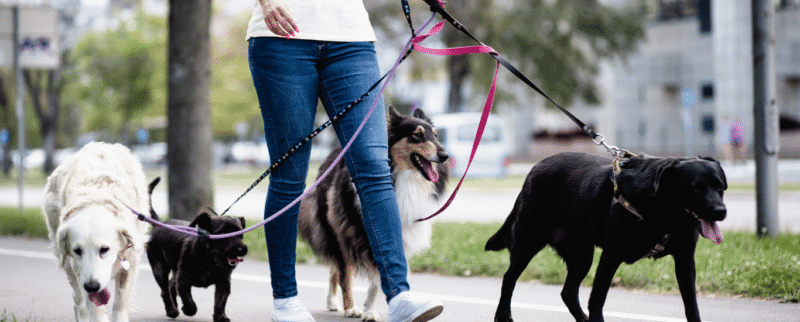Paseador-de-perros