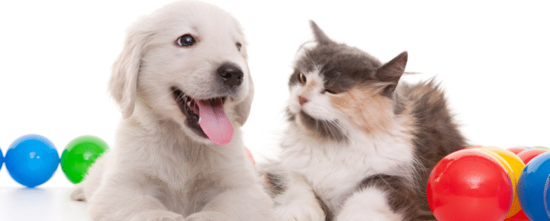 Tendencias en juguetes para perros y gatos cachorros